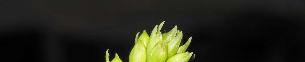 DSCN0386