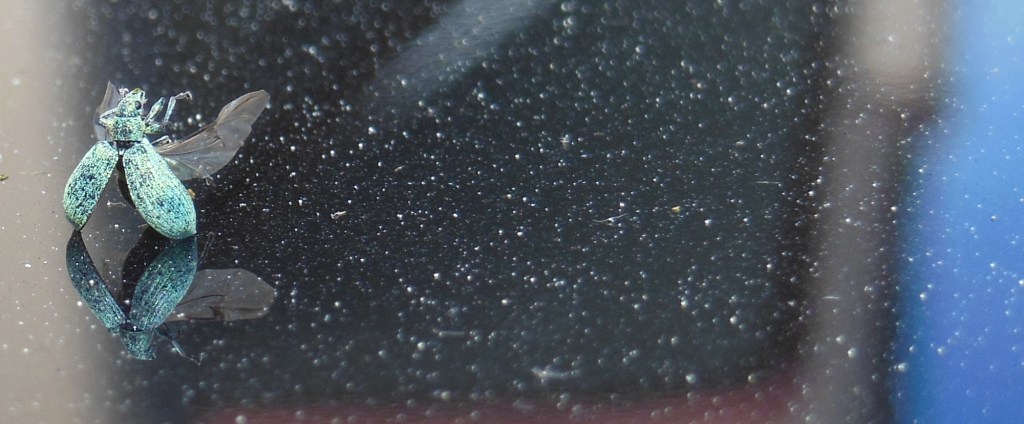DSCN2177
