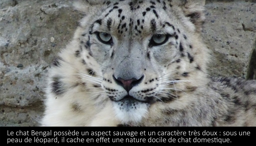 chat 1